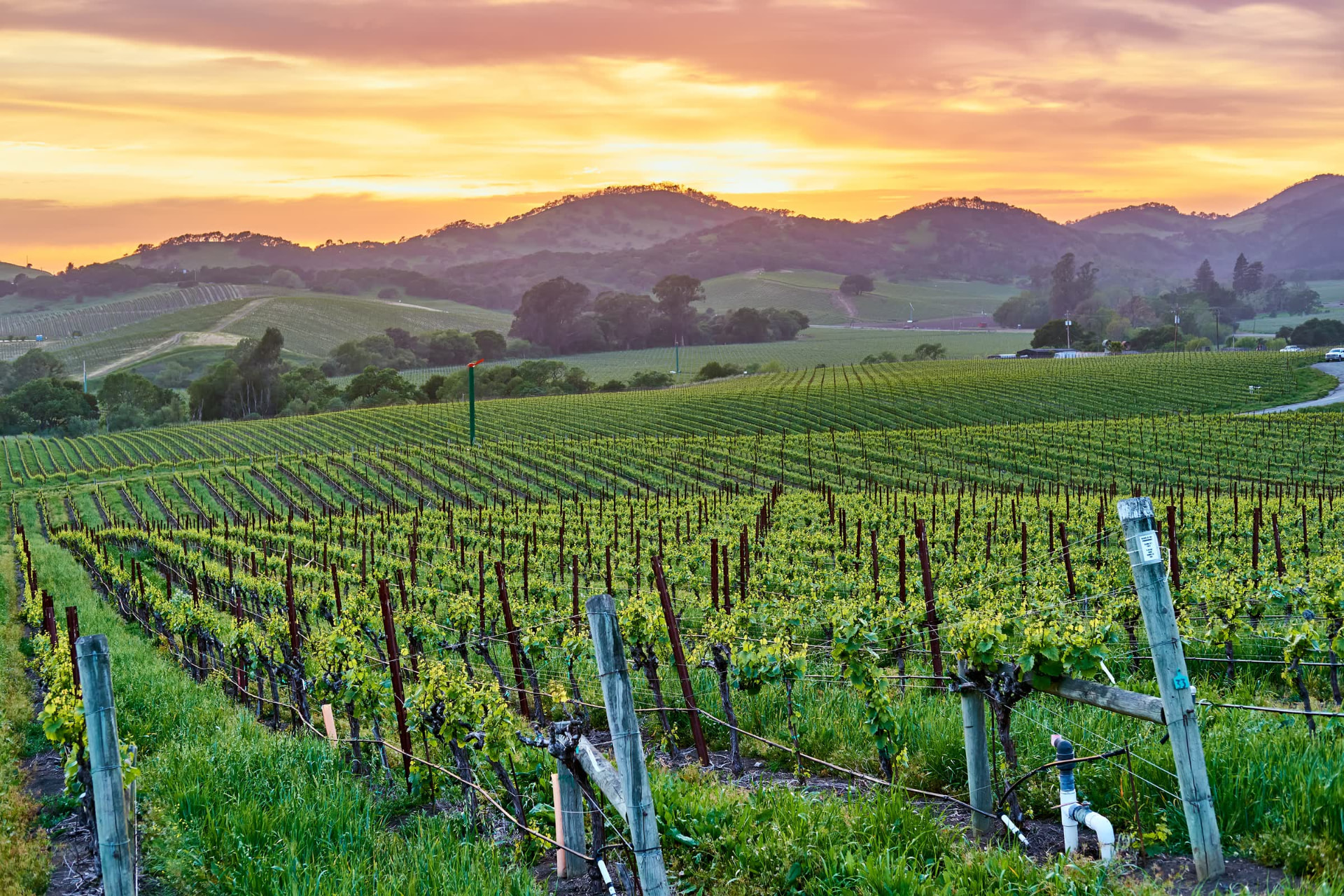 Vine rows running toward oak hills at sunset, the sky gold and pink above the ridge.